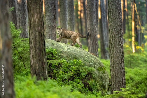 The cougar (Puma concolor) in the fir forest at sunrise. Young dangerous carnivorous beast. © Jaroslav
