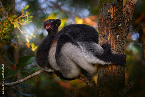 Young cub cries shouting, open muzzle. Wildlife Madagascar, indri monkey portrait, Madagascar endemic. Lemur in nature vegetation. Sifaka on tree, sunny evening. Monkey, Nature forest tree habitat.