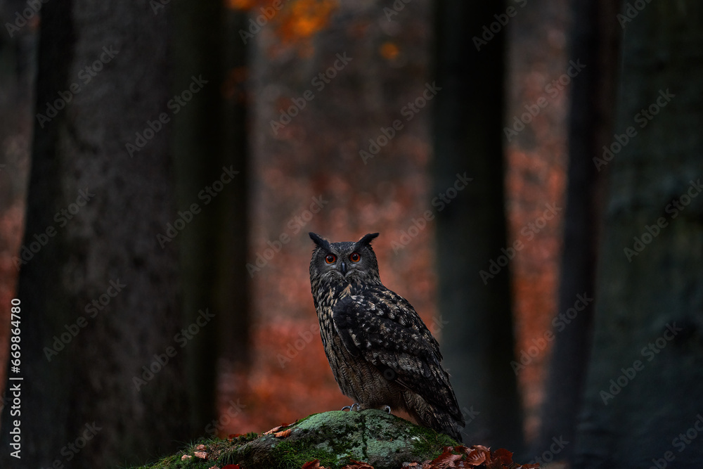 Fototapeta premium Forest nature. Owl - wildlife in autumn. Eurasian Eagle Owl, Bubo Bubo, sitting on the tree stump block, wildlife photo in the forest with orange autumn colours, Slovakia. Bird in the forest, wildlife