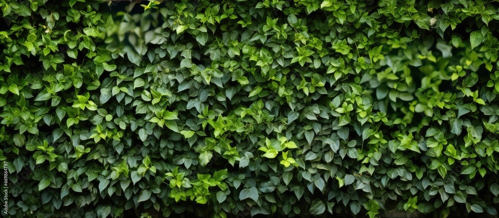 Green garden wall texture - obrazy, fototapety, plakaty 