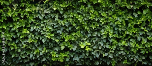 Green garden wall texture