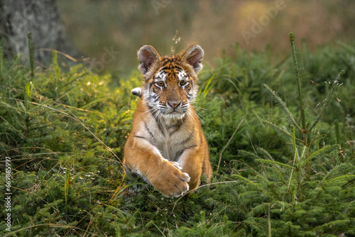 Siberian tiger  female  Panthera tigris altaica  in beautiful habitat. Amur tiger in the beige grass in a birch forest. Wildlife Russia with danger animal.