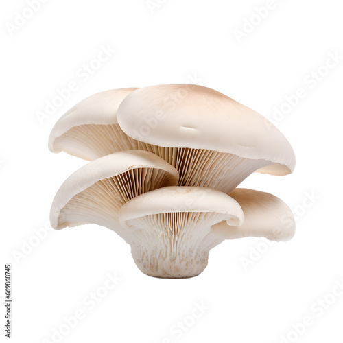 White Shiitake eringi tasty mushroom isolated png