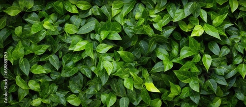 Leafy green wall Textured backdrop photo