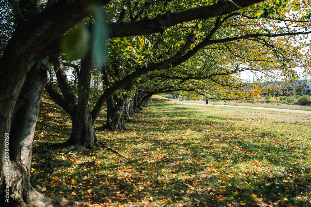 鮮やかな紅葉が並ぶ公園