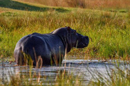 Africa, wildlife, Hippo i green grass, wet season, danger animal in the water. African landscape with hippo. Hippopotamus amphibius capensis, with evening sun, animal in the nature, Okavango, Botswana © ondrejprosicky