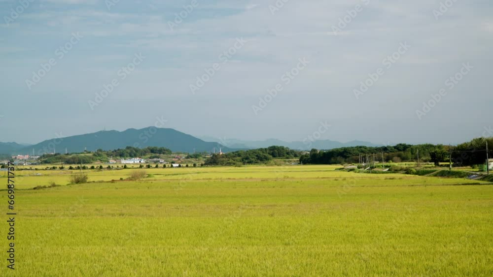 Yellow rice fields ready to harvest on Sunny day in South Korea Yellow rice fields ready to harvest on Sunny day in South Korea