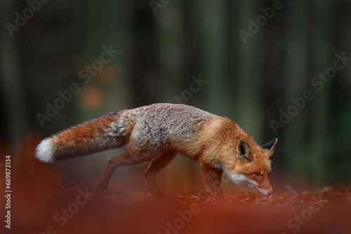 Forest wildlife. Cute Red Fox, Vulpes vulpes, at orange autumn forest leaves. Wildlife scene from nature. Animal in nature habitat. Animal in green environment, Germany, Europe.