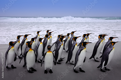 Antarctica  penguins in the ocean sea. Waves with group of birds  Wildlife nature  kong penguin on Falklnad Islands. Bird colony   Blue sky and water bird in Atlantic Ocean.