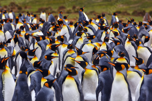Antarctica wildlife. Penguin colony, many birds close together. King penguin in Volunteer Point in Falkland Islands. Antarctic wildlife. Sea ocean nature. Big bird in nature.