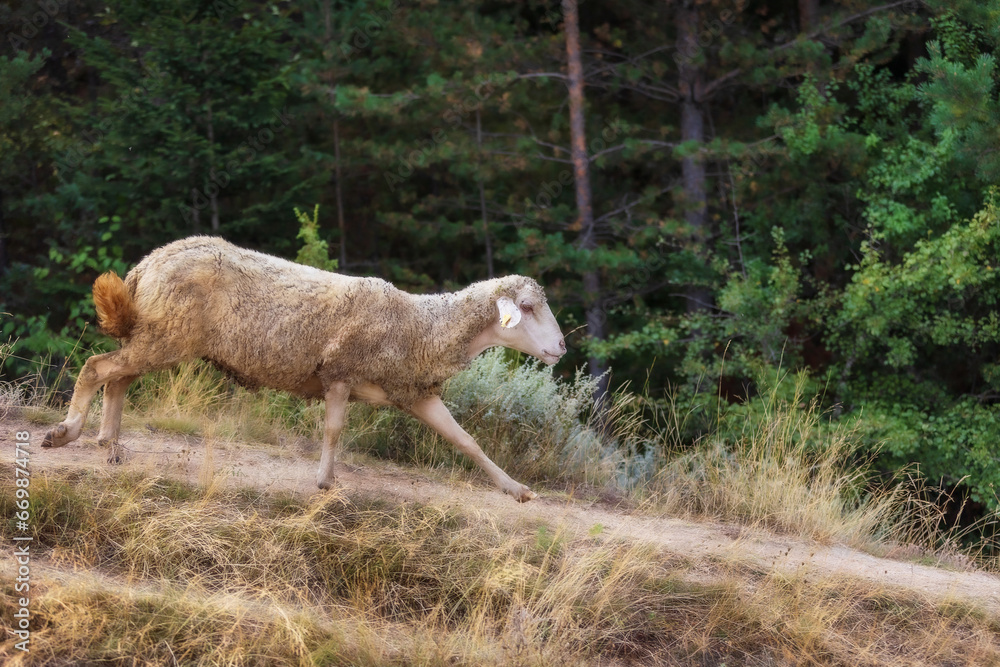 Sheep full of sticky buds running down the hill Sheep full of sticky buds running down the hill