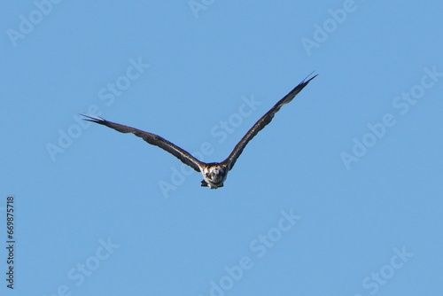 osprey is hunting a fish