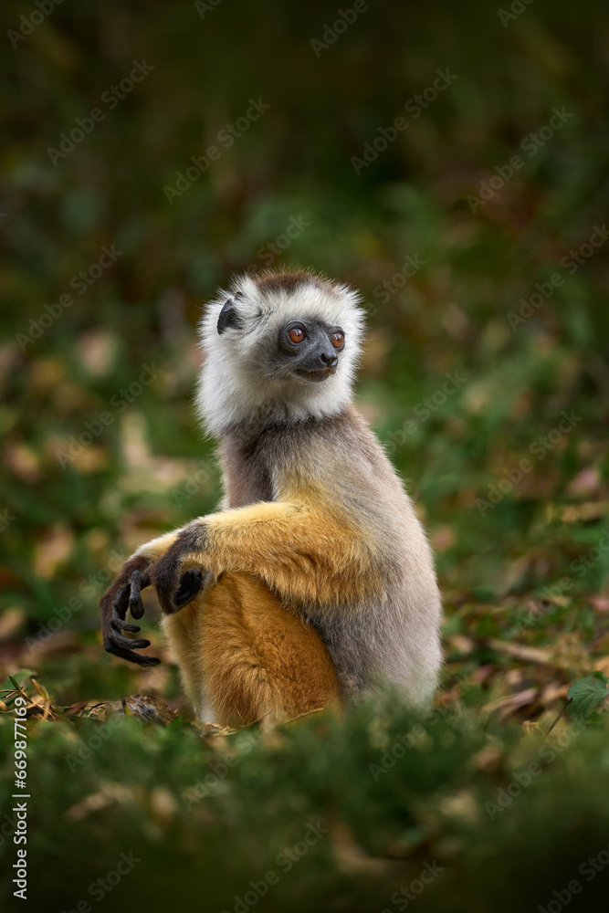 Naklejka premium Diademed sifaka, Propithecus diadema, monkey in green grass forest in Andasibe Mantadia NP, Madagascar. Lemur in the nature habitat. Sifaka on the tree, sunny day. Wildlife Madagascar, lemur on tree.