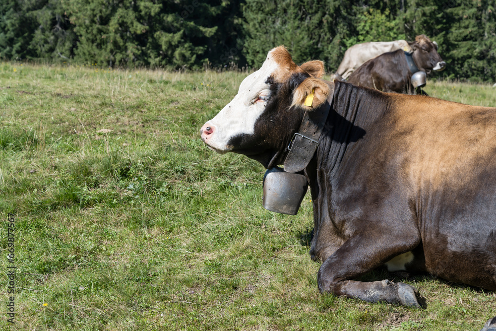 muzzle of Fleckview  cow  on green slope near Offerschwang,  Germany