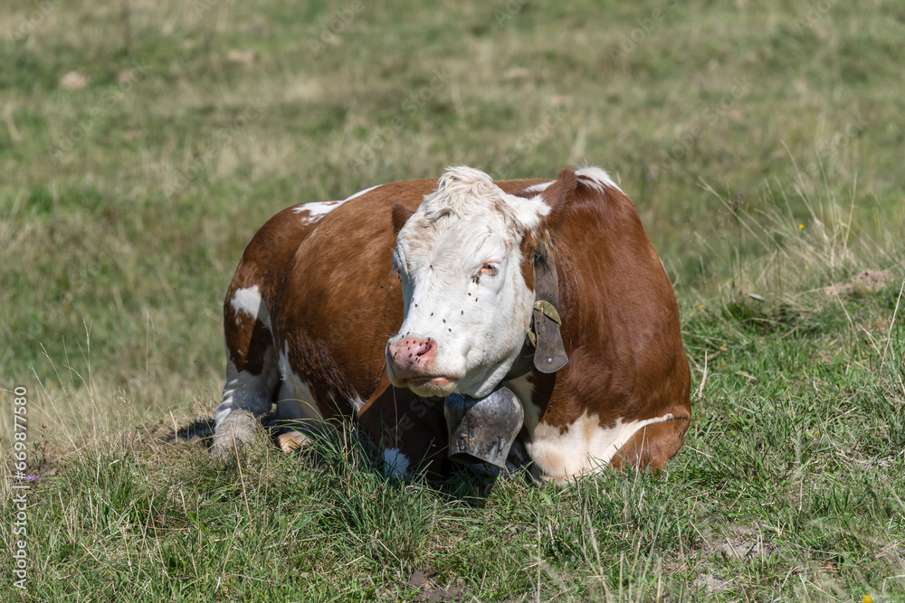 flies on muzzle of Fleckview  cow  on green slope near Offerschwang,  Germany