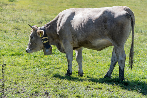 Swiss Brown cow standing on green slope near Offerschwang, Germany