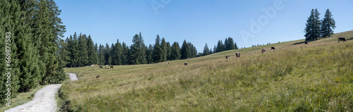 cows pasturing on green mountain slope, near Offerschwang,  Germany photo