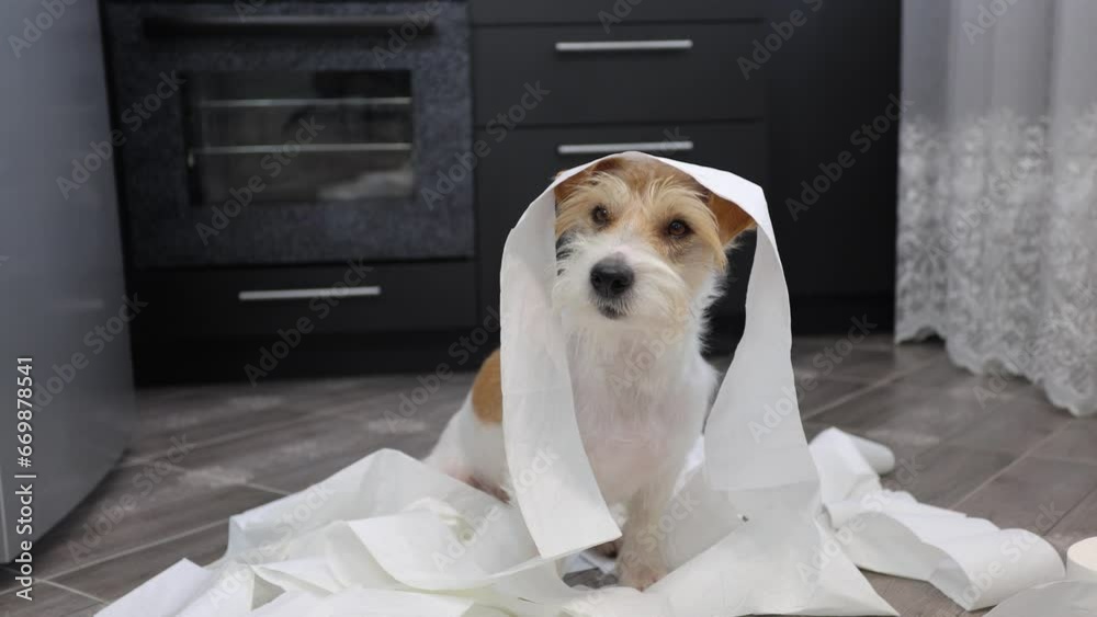 The dog tore up the toilet paper in the kitchen. Jack Russell Terrier