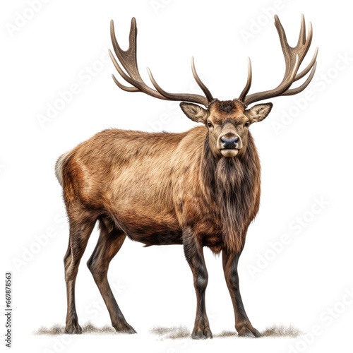 Irish Elk Illustration, on transparent background.