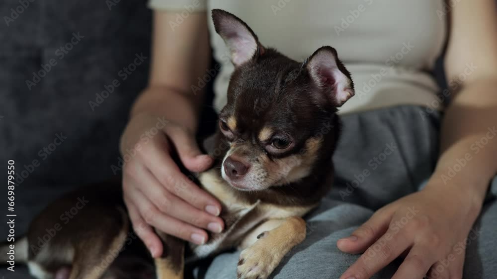 Owner petting the sleepy brown and tan Chihuahua puppy dog. Owner petting the sleepy brown and tan Chihuahua puppy dog.