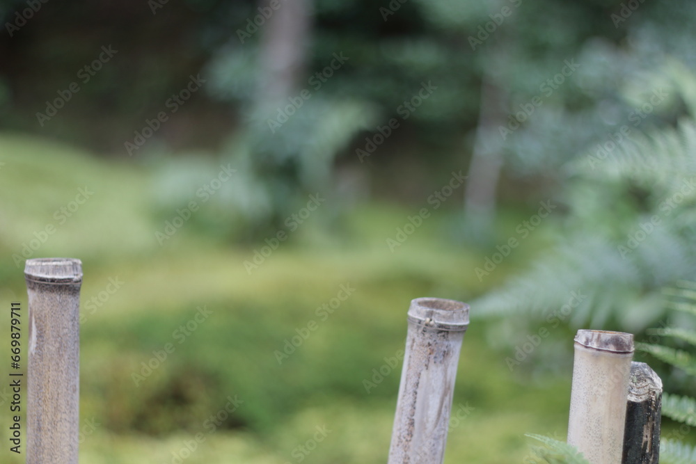 giouji temple bamboo in the garden Kyoto, Japan giouji temple bamboo in the garden Kyoto, Japan