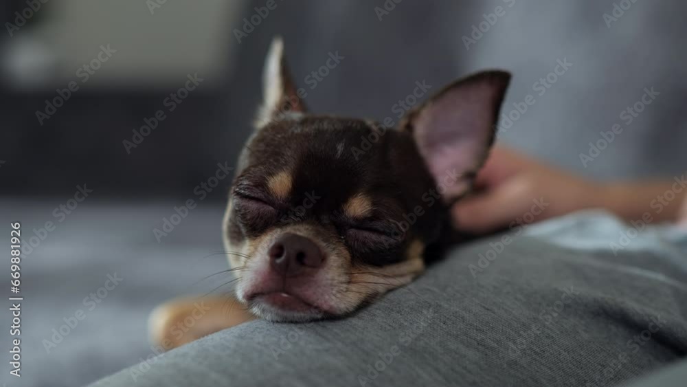 Owner petting the sleepy brown and tan Chihuahua puppy dog. Owner petting the sleepy brown and tan Chihuahua puppy dog.