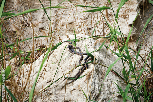 Slika na platnu Mating season of snakes.