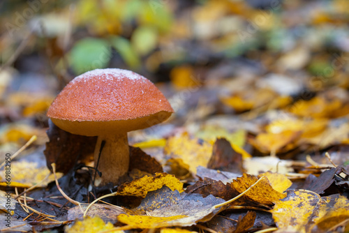 Shallow depth of field photo. Defocused background. Edible boletus mushroom grows in the forest. The first snow lies on the mushroom cap. Yellow fallen leaves lie on the ground.