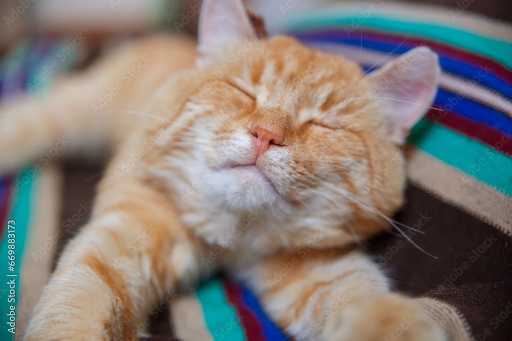 A funny cat lies on a striped blanket. Selective focus on the cat's nose.