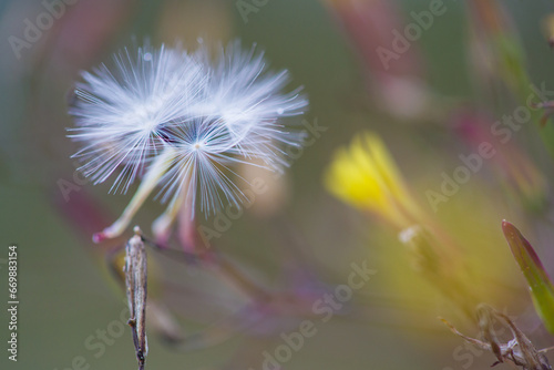 Selective focus on flower. Small dandelion on a defocused background.