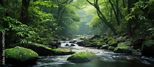Swift moving creek in tropical rainforest