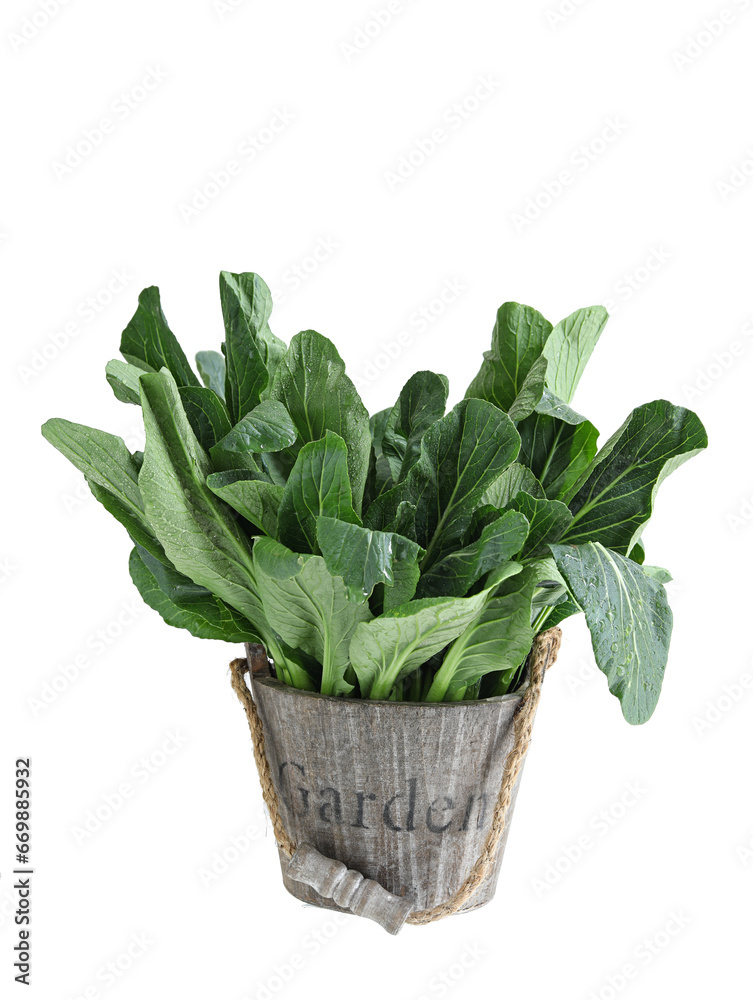 Fresh green vegetables on the basket Fresh green vegetables on the basket