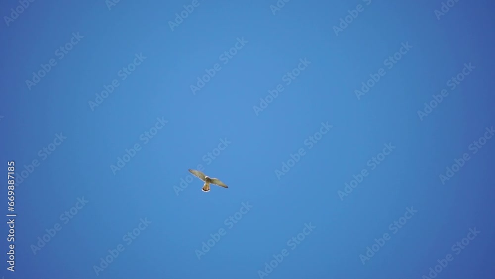 Predator falcon bird hovering in air, hunting for food on ground. Soaring falcon or hawk froze in the air above the ground, ready to rush down for prey. Slow motion Predator falcon bird hovering in air, hunting for food on ground. Soaring falcon or hawk froze in the air above the ground, ready to rush down for prey. Slow motion