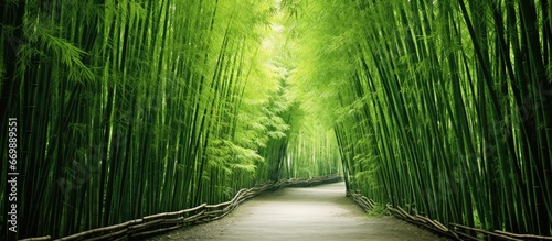 Bamboo made in a natural way