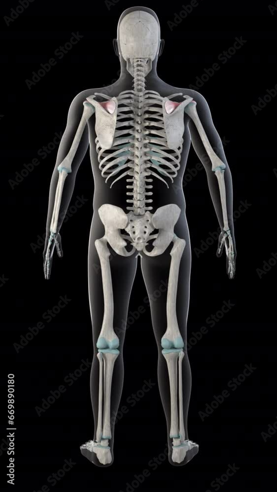 Supraspinatus Muscles on Whole Human Body Vertical Video Supraspinatus Muscles on Whole Human Body Vertical Video