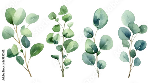 Eucalyptus watercolor set, Green plant collection isolated on white background.