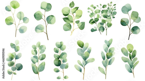 Eucalyptus watercolor set, Green plant collection isolated on white background.