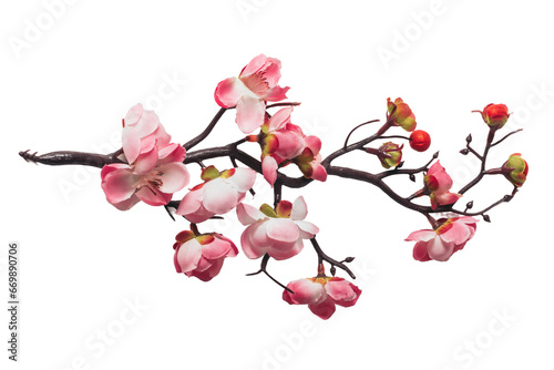 Branch with cherry pink flower isolated on white or transparent background.   photo