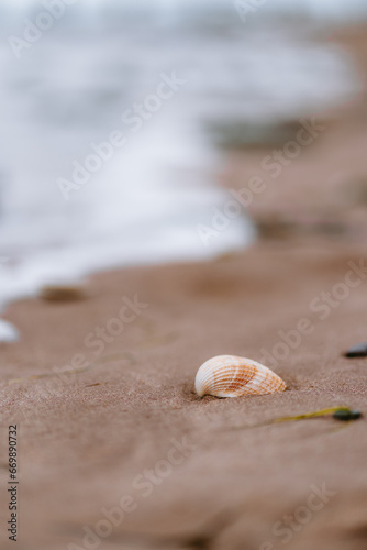 Seashell Minimalism