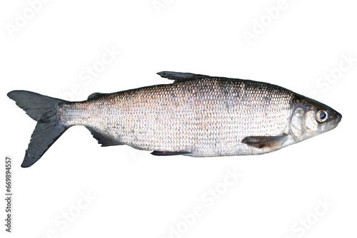Whitefish (Coregonus lavaretus) isolated on white background. Crude lake fish. Lake Whitefish. photo