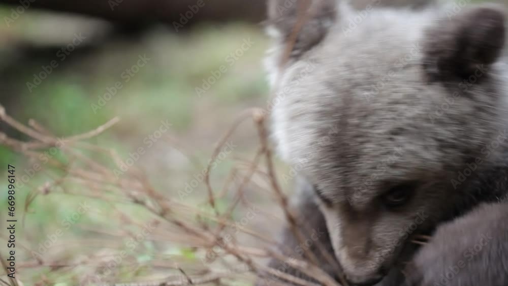 Cute bear cub sitting and playing with branch Cute bear cub sitting and playing with branch