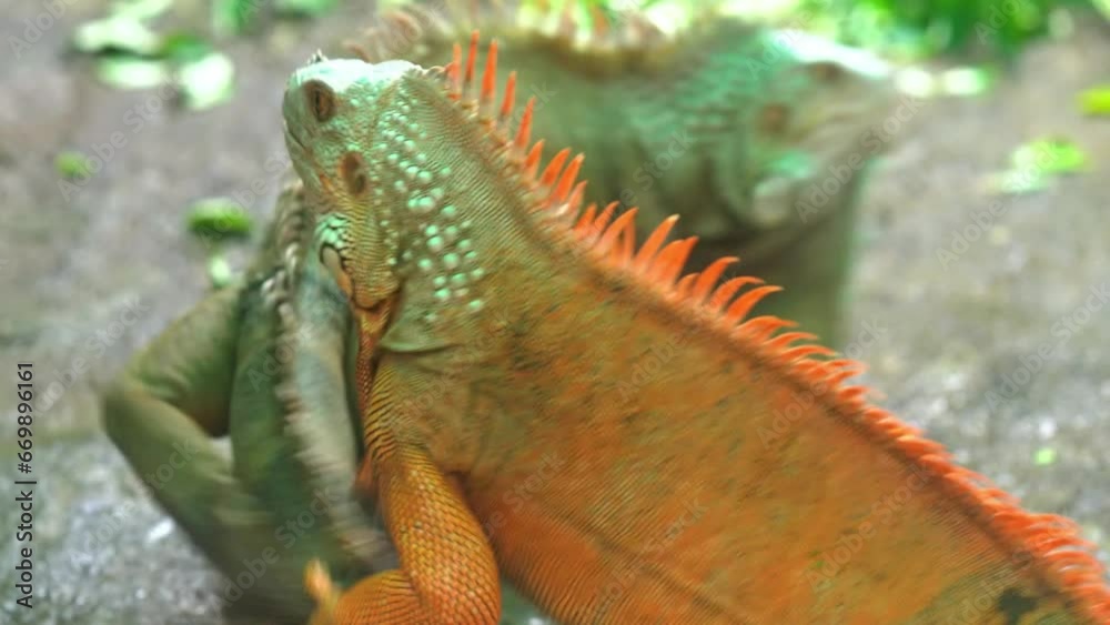 Common iguana playing together in the zoo. The male iguana has a pronounced throat sac and crest. Large lizard Common iguana playing together in the zoo. The male iguana has a pronounced throat sac and crest. Large lizard