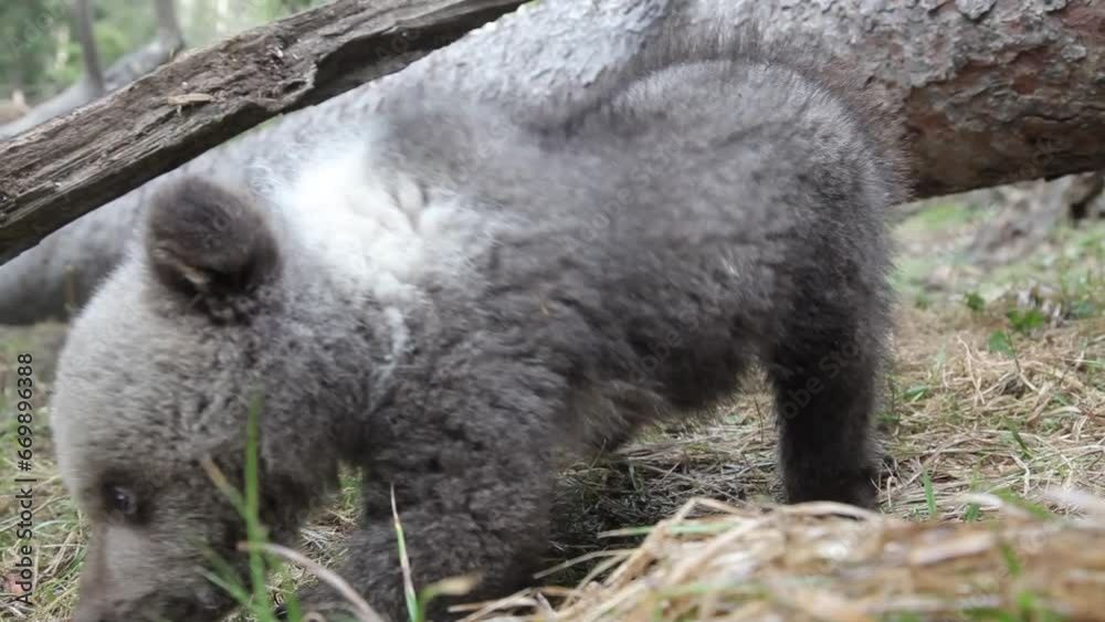 Bear cub digging earth and smelling. Bear cub digging earth and smelling.