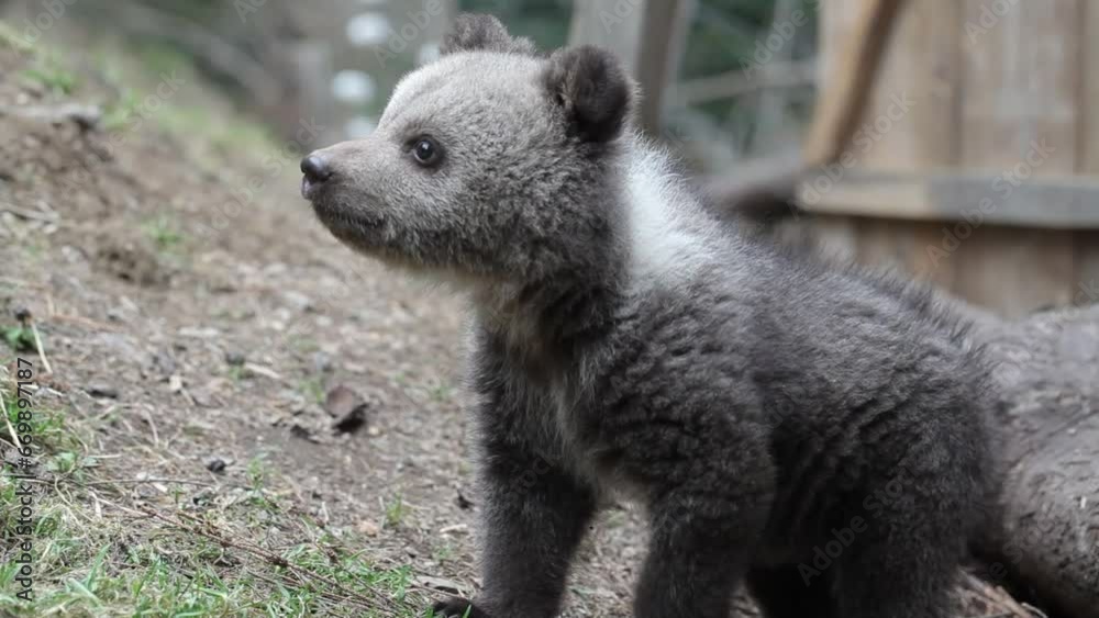 Baby bear cub sitting and playing in forest with tree branch Baby bear cub sitting and playing in forest with tree branch
