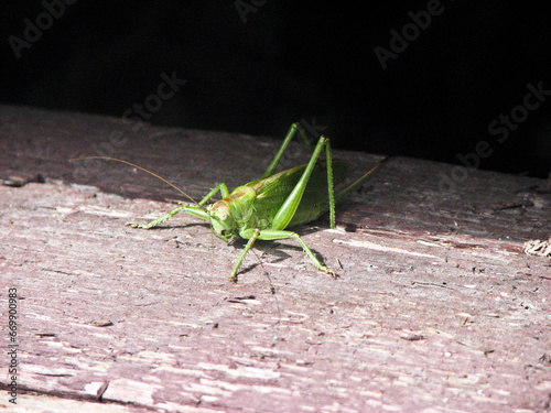 Grasshopper on a wooden surface with a black background.