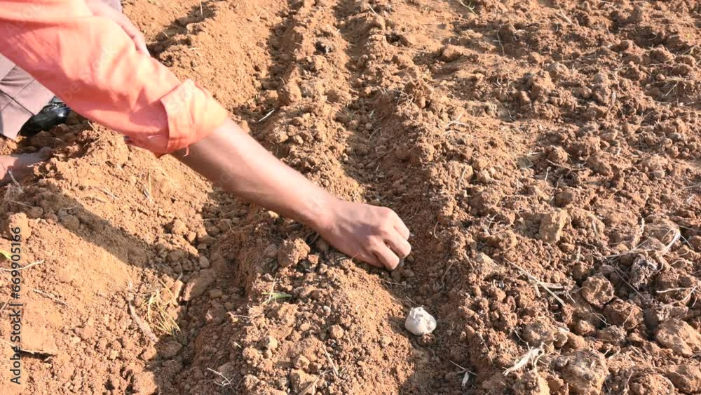 Hand planting potato tubers into the ground. Indian farmer plantation potato seeds in the vegetable garden. popular vegetable in all over world. Countryside agriculture activity. Potato farming.
Hand planting potato tubers into the ground. Indian farmer plantation potato seeds in the vegetable garden. popular vegetable in all over world. Countryside agriculture activity. Potato farming.