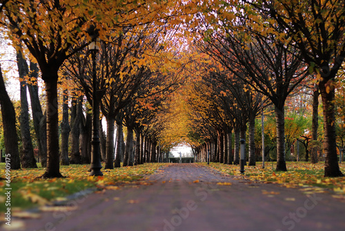 Autumn alley in the park, a walking path lined with trees, fallen leaves on the ground. Autumn landscape of a city alley. The path against the backdrop of a beautiful autumn landscape in sunny weather © Mariia
