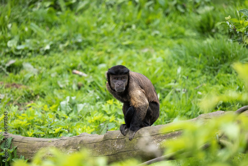 Canvas Print Brown Capuchin Monkey