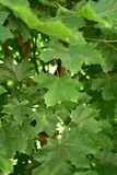 liście klonu, zielone liście