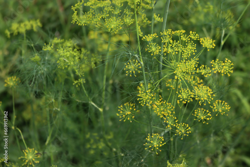 Close-up of green dill plants with yellow flowers growing in vegetable garden on summer. Anethum graveolens  photo
